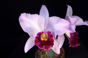 Laeliocattleya Melody An Canaima's Ballet HCC 77 pts.